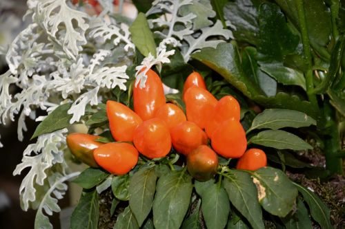plant chili pepper decoration
