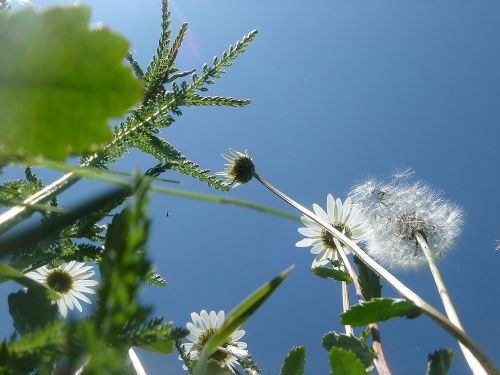 plant flower meadow