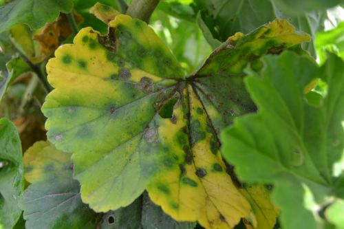 plant green leaves