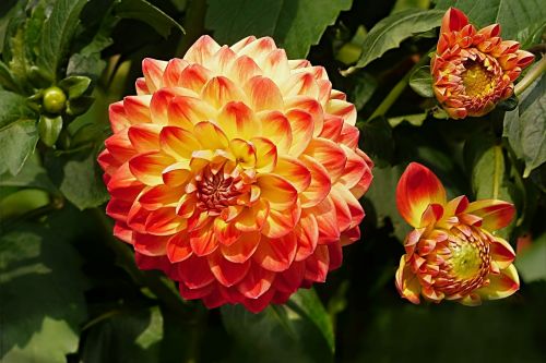 plant flower dahlia