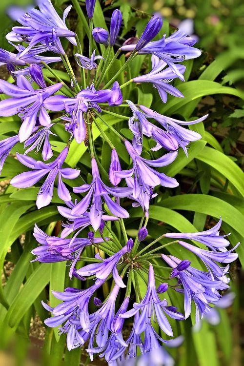 plant agapanthus royal lily