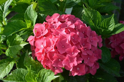 plant hydrangea red flower