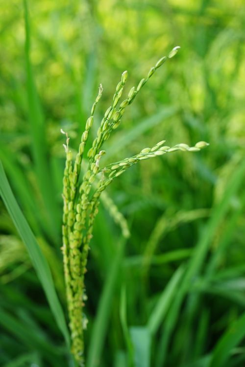 plant macro wheat