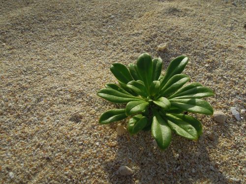 plant beach sand