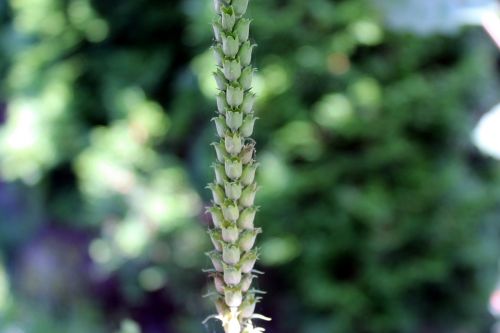 plant garden nature