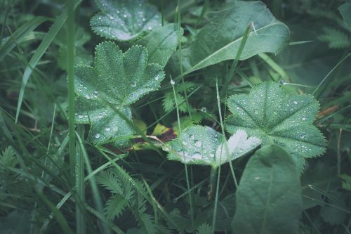 plant grass raindrop