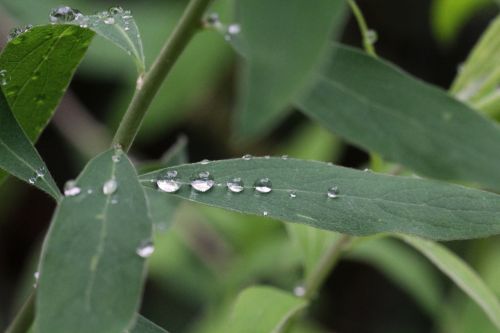 plant raindrop green