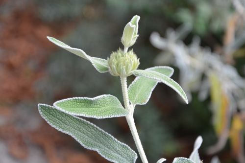 plant flower nature