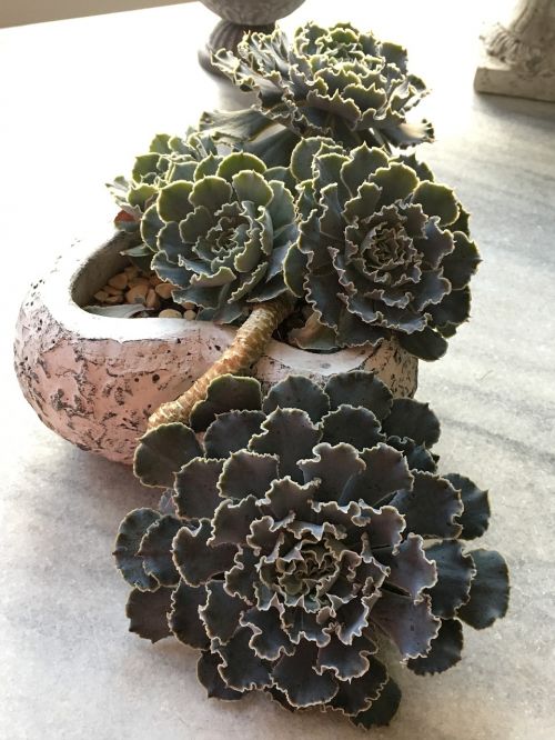 plant succulent pot