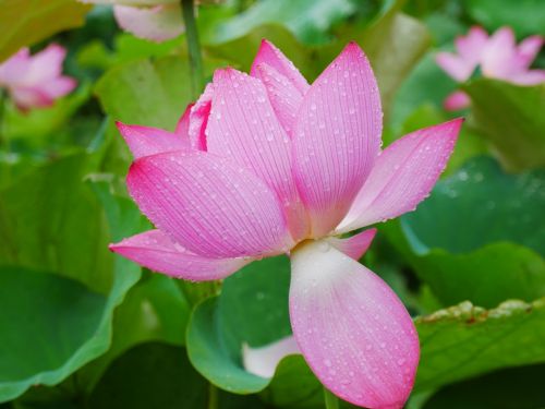 plant lotus rain