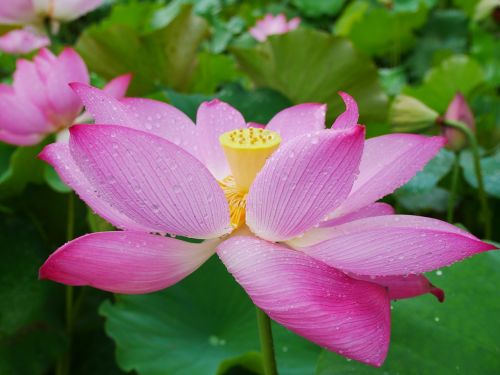 plant lotus rain