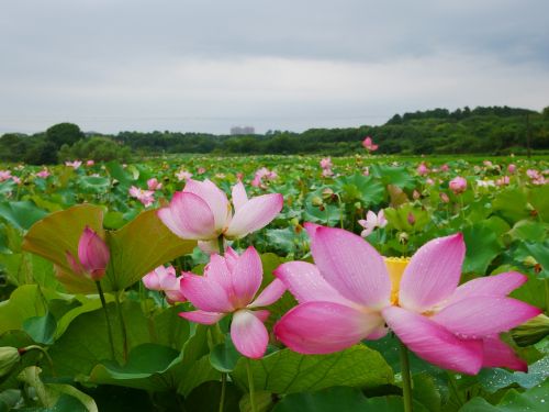 plant lotus rain