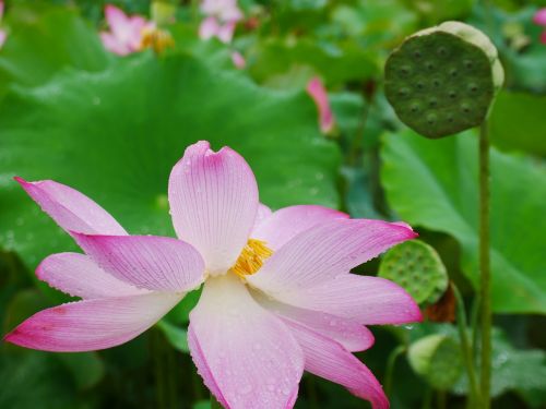 plant lotus rain