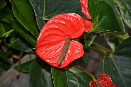 plant anthurium andreanum red