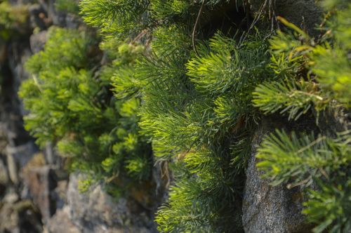 plant fouling green