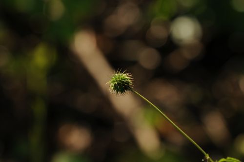 plant flower nature