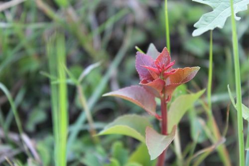 plant outdoor nature