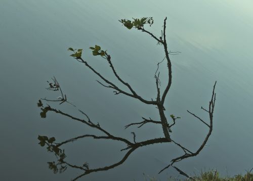 plant reflection vegetation