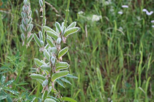 plant green meadow