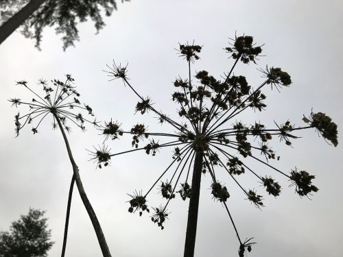 plant silhouette black and white