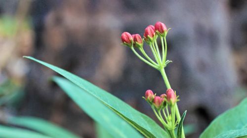 plant flower red