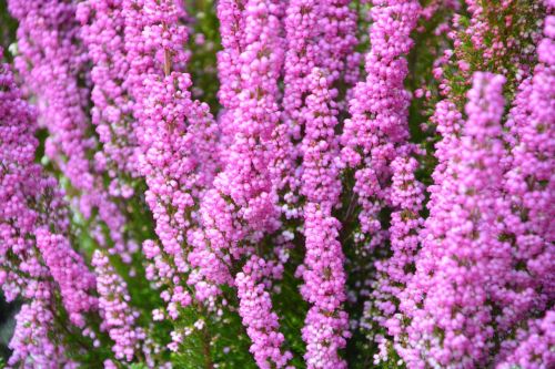 plant plants heather pink