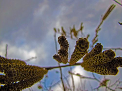 plant wood flower