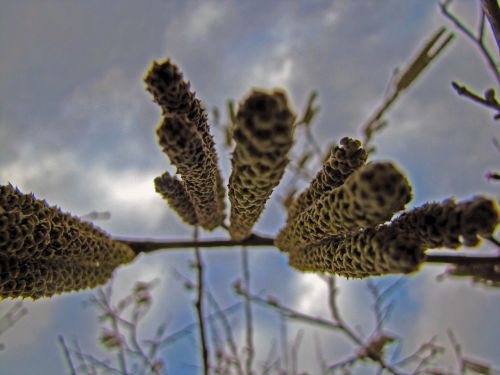 plant wood flower