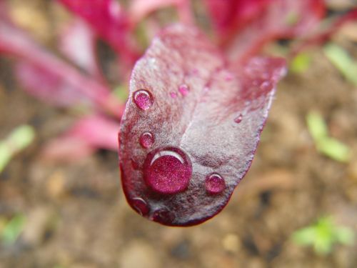 plant vegetable water