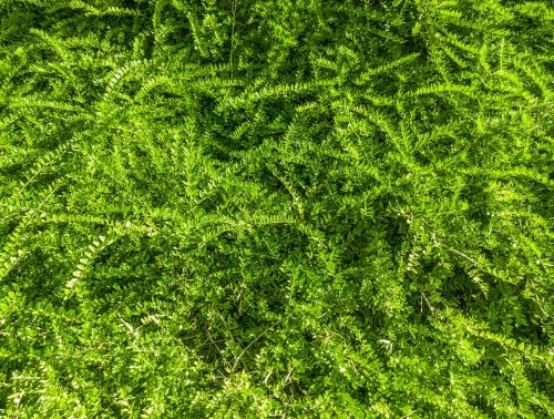 plant grass texture