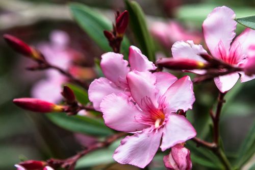 plant flowers pink