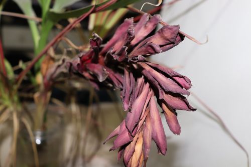 plant inside purple