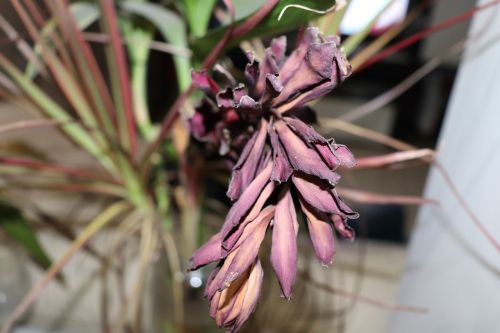 plant inside flower