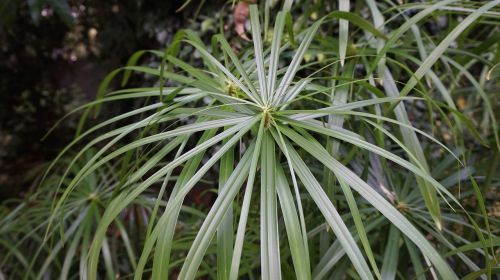 plant leaf outdoors