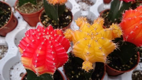 plant cactus red