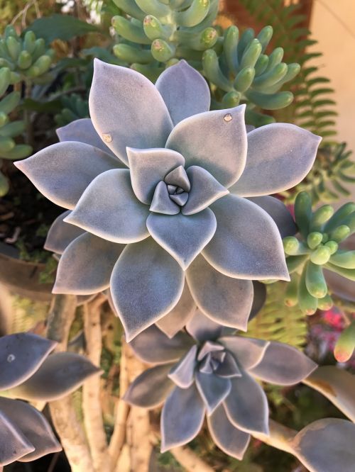 plant garden succulents