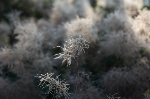 plant hoarfrost frost