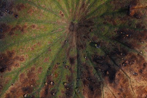 plant leaf dew