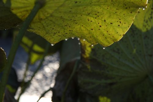 plant leaf drop