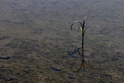 plant reflection water