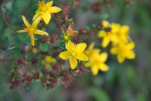 plant hypericum tutsan