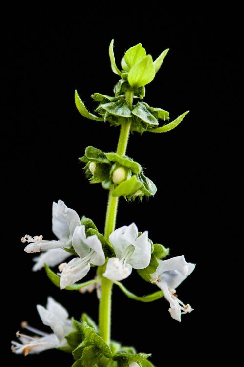 plant blossom bloom