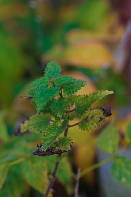 plant leaves autumn