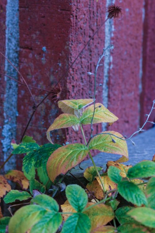 plant leaf autumn