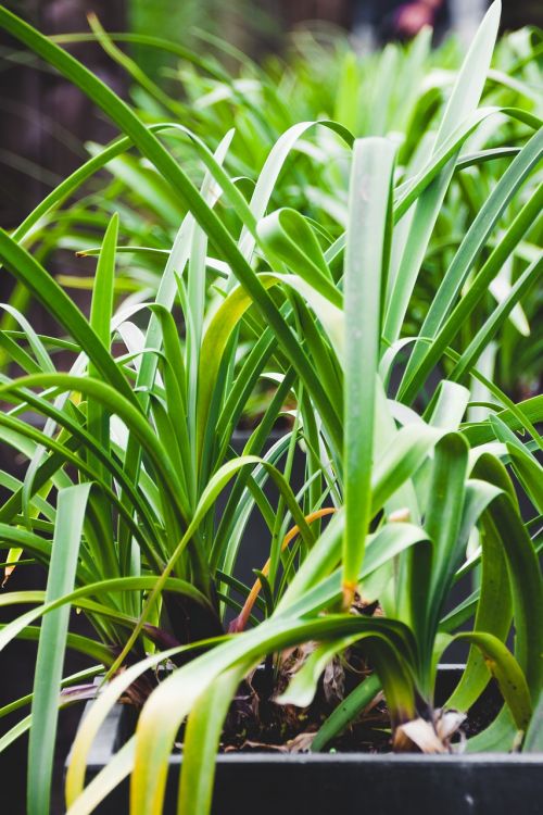 plant green nature