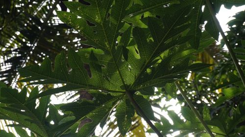 plant papaya leaf