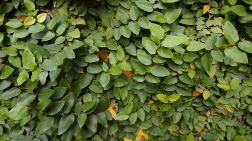 plant leaf creeper