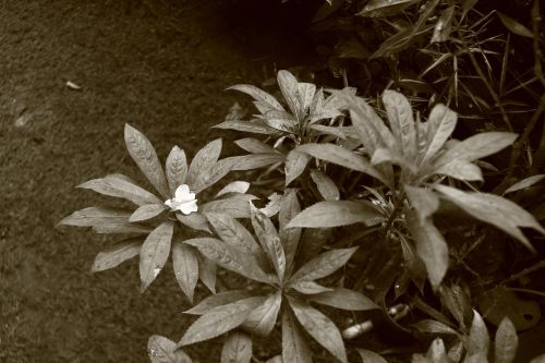 plant garden monochrome