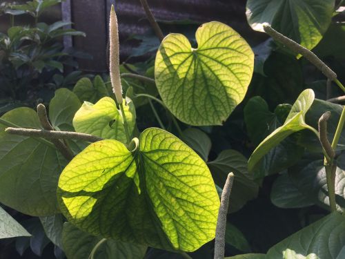 plant leaf green