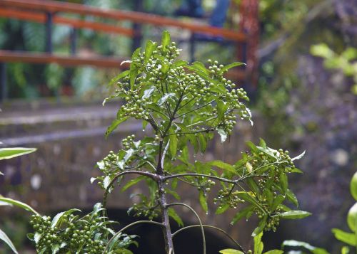 plant fruit green